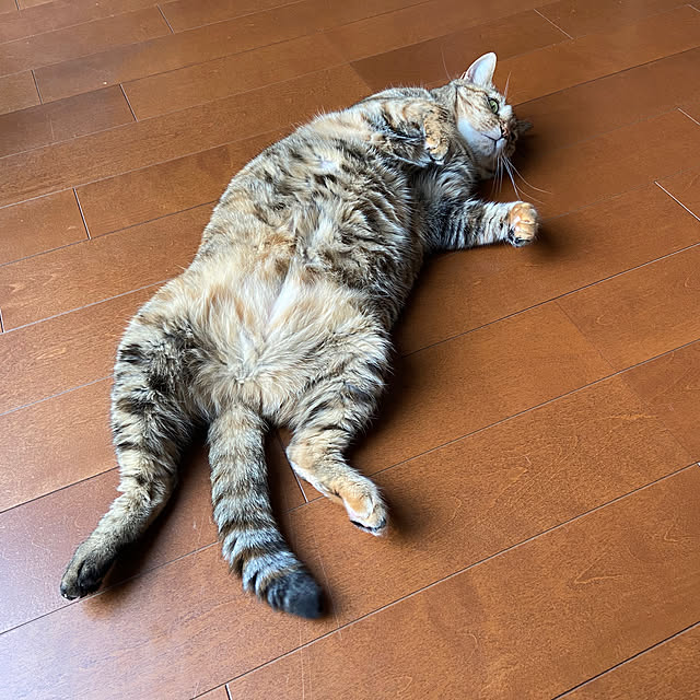 hansho.sさんの実例写真