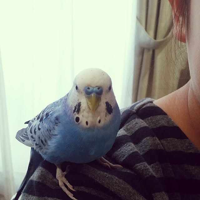 opiopiopiさんの実例写真