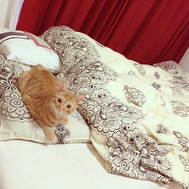 cha_0306さんの実例写真