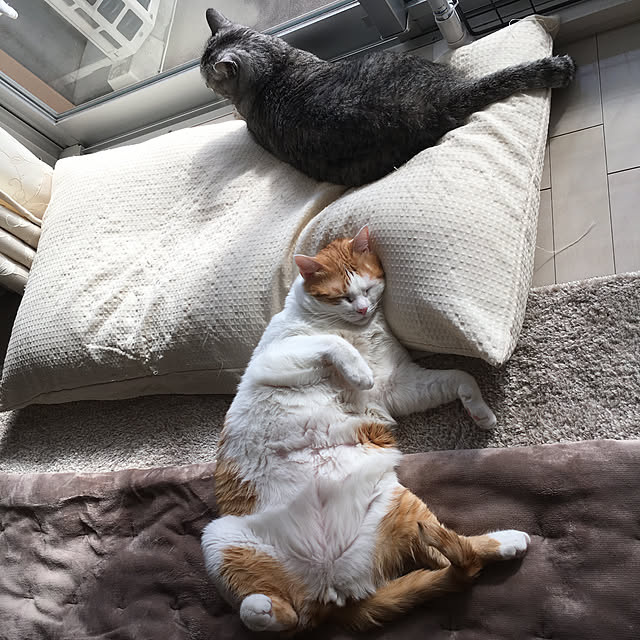bikkeさんの実例写真