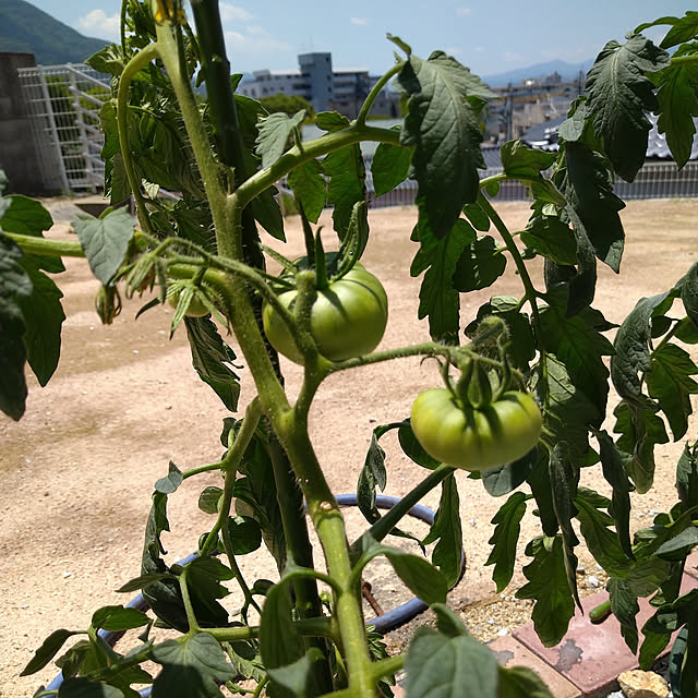 gmさんの実例写真
