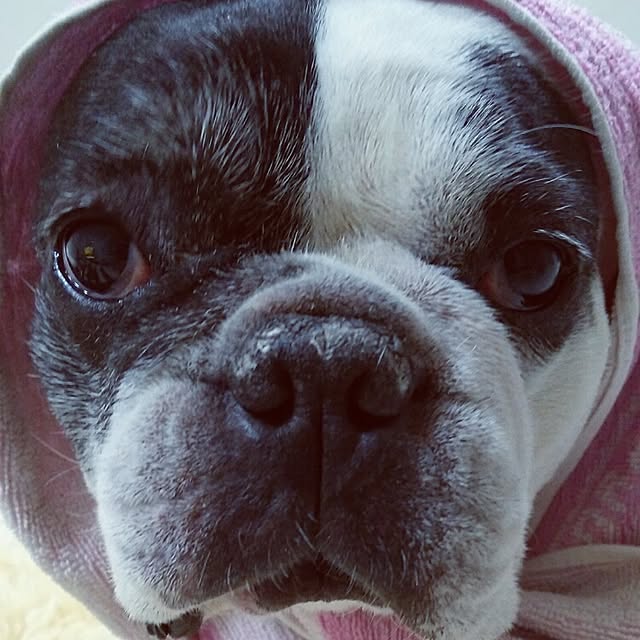 panchobiさんの実例写真