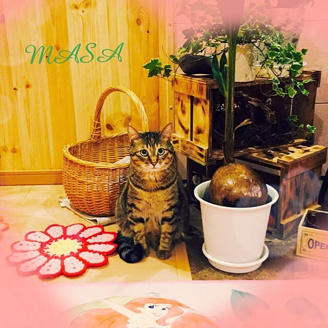 MASAさんの実例写真