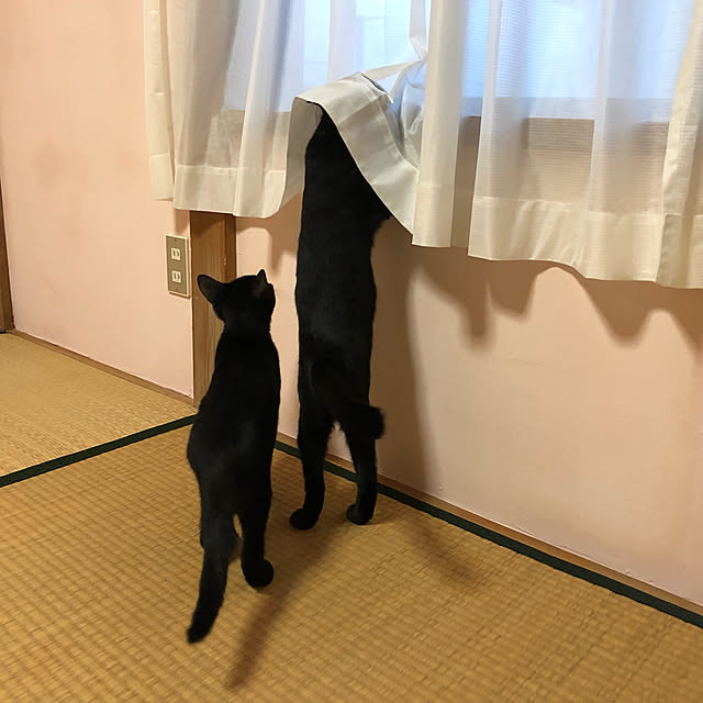 midoさんの実例写真