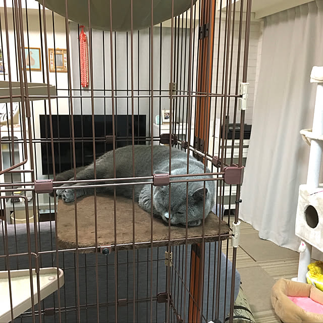 kittyさんの実例写真
