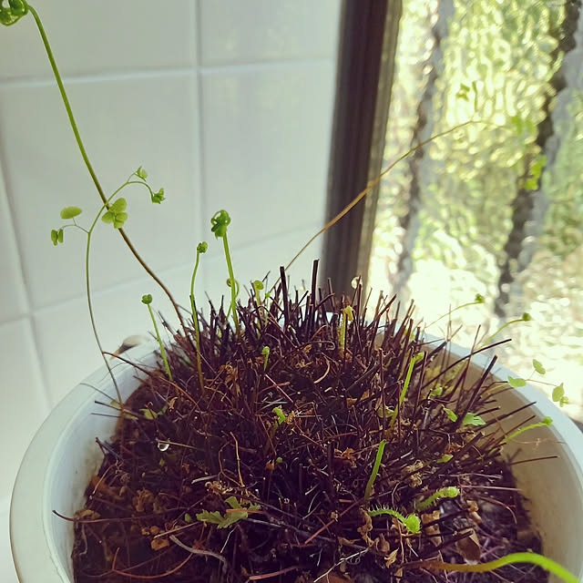 rhuさんの実例写真