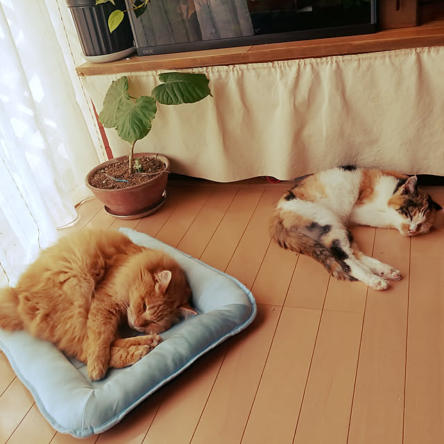 choku3さんの実例写真
