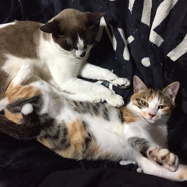 vivienne.coco-keiさんの実例写真