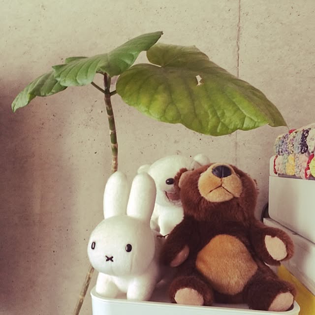 ojarumaruさんの実例写真