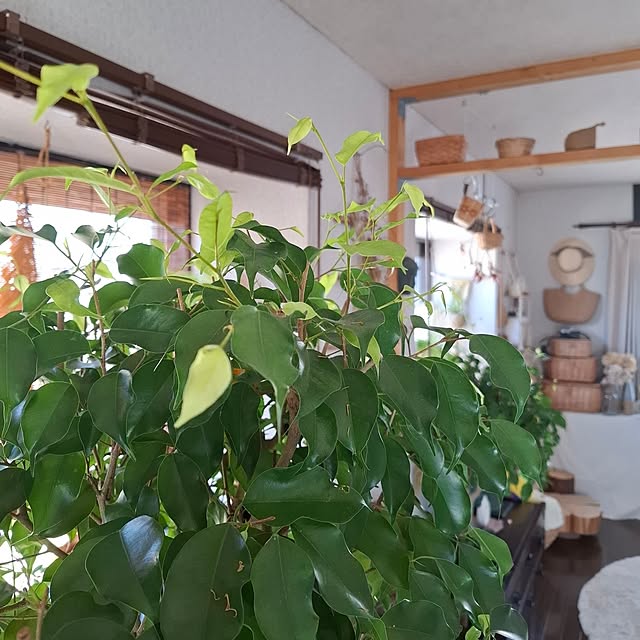midoriさんの部屋