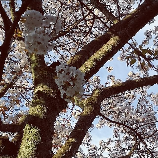 ku-garnet18さんの部屋