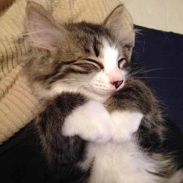 fuuさんの実例写真