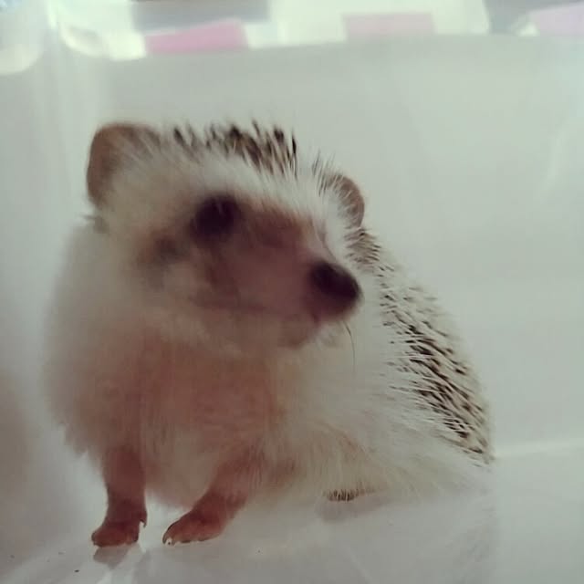 kuruさんの実例写真
