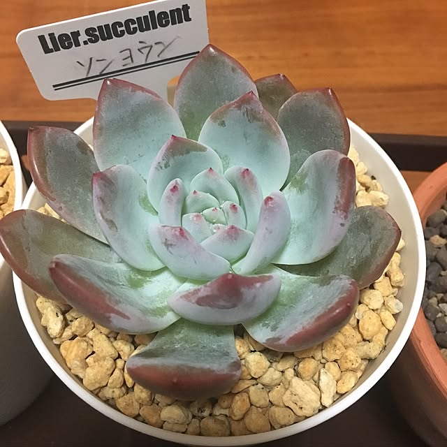 CHIROさんの実例写真