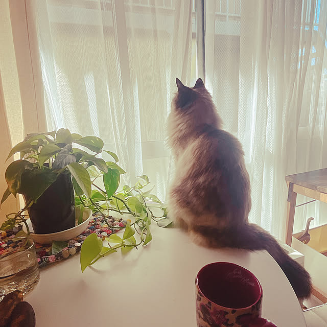 cocoさんの実例写真