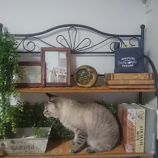 hoshiさんの実例写真