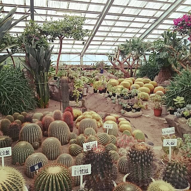 kaimamさんの実例写真