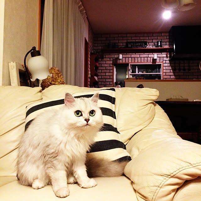 sakuさんの実例写真