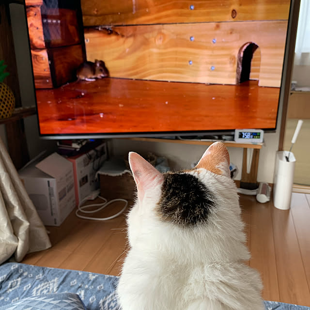 odekoさんの実例写真