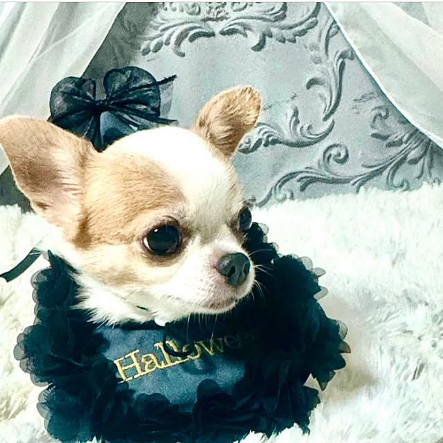 cocoさんの部屋
