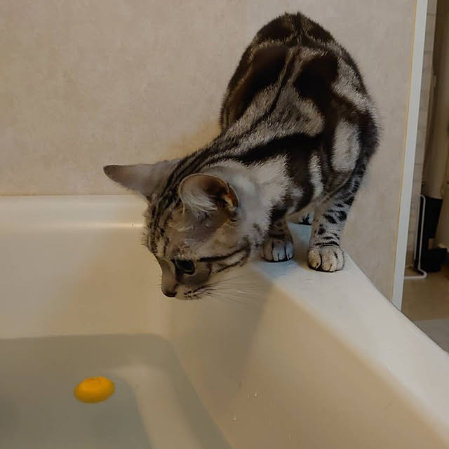 バス/トイレ/ねこのいる日常/ねこと暮らす/猫のインテリア実例 - 2020-12-31 00:15:40