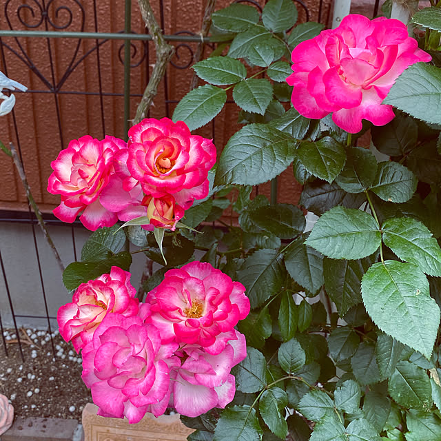 RoseLife5818さんの実例写真