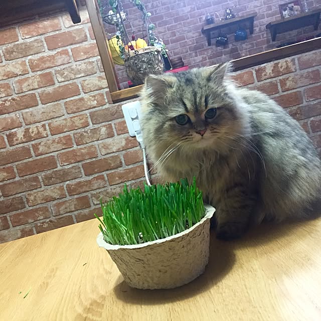 butachanさんの実例写真