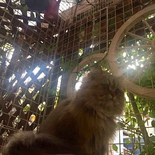 butachanさんの実例写真