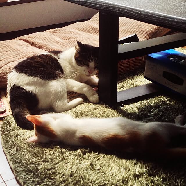 minkokoさんの実例写真