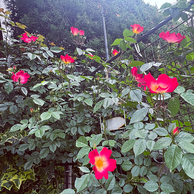 RoseLife5818さんの実例写真