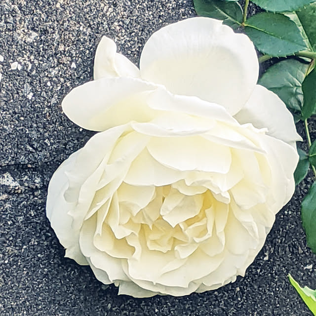 muimuiさんの実例写真