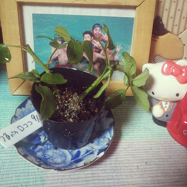 kiraさんの実例写真