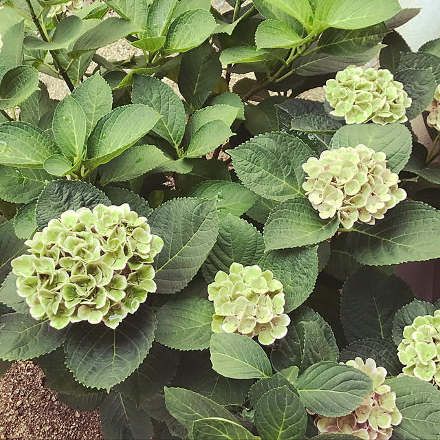 玄関/入り口のインテリア実例 - 2017-08-14 10:22:51