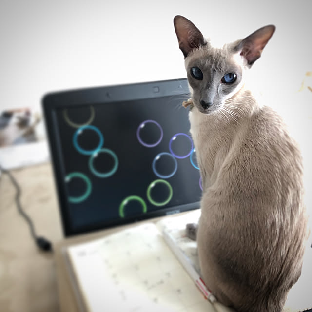 mujinekoさんの実例写真