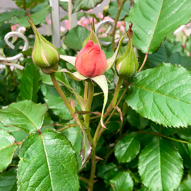 tomoさんの実例写真