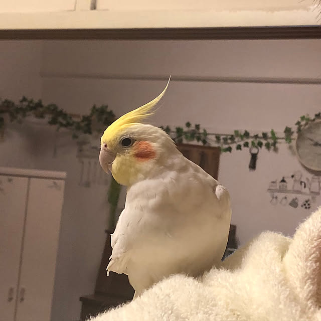 rinさんの実例写真