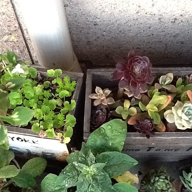 部屋全体/ガーデニング/多肉植物のインテリア実例 - 2015-05-29 19:03:18