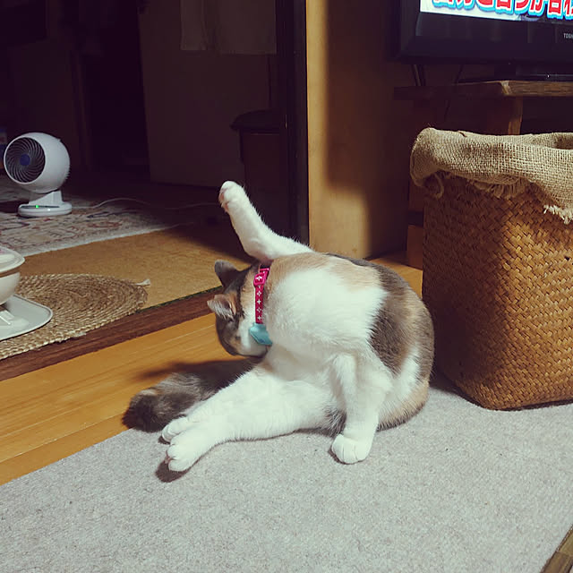 fukuさんの実例写真