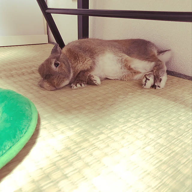 chiyokoさんの実例写真