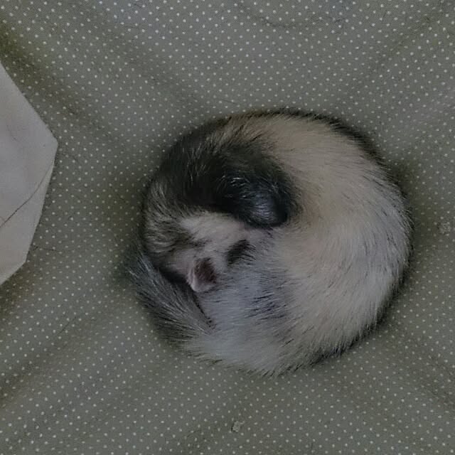 yipuuさんの実例写真