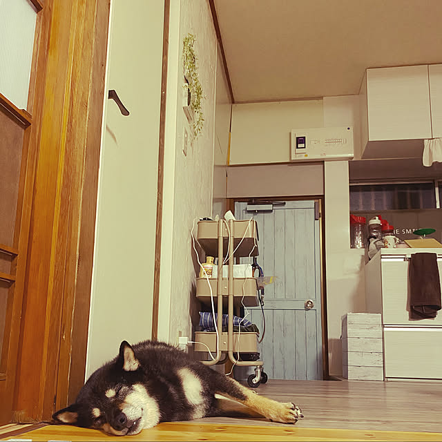 いぬのいる暮らし/柴犬と暮らす/4DKを3LDKに。/3LDK/和室を洋室に...などのインテリア実例 - 2020-08-16 18:35:10