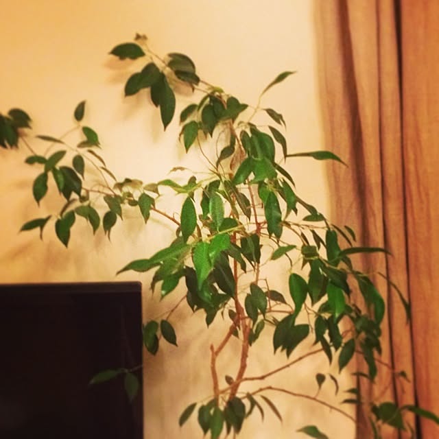 Akikoさんの実例写真