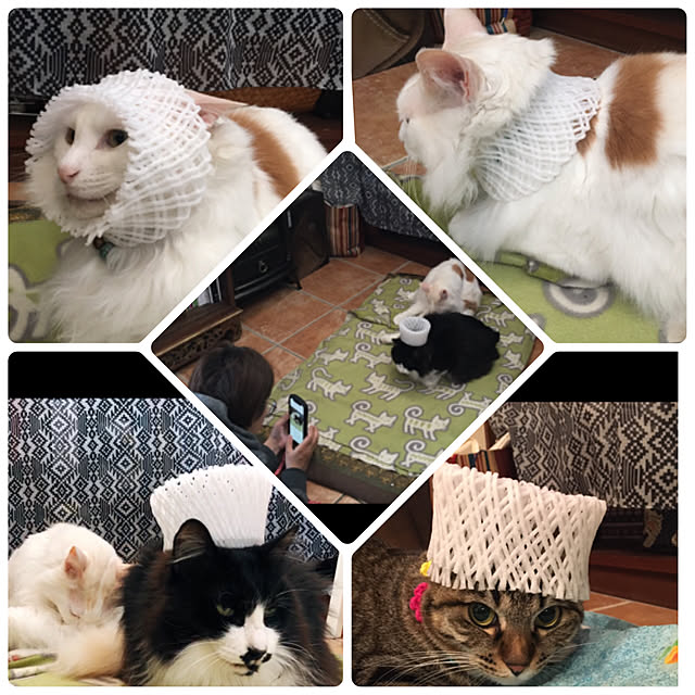 shigimiさんの実例写真
