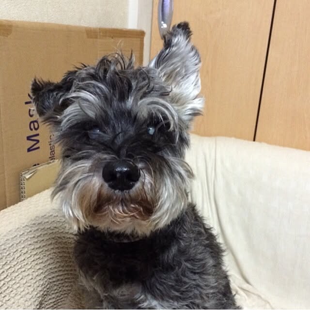 simple_blowbackさんの実例写真