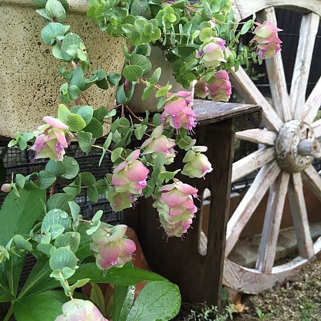 toraraさんの実例写真