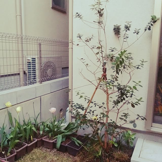 SSさんの実例写真