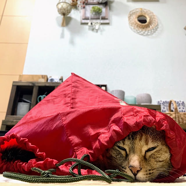 mohhaさんの実例写真