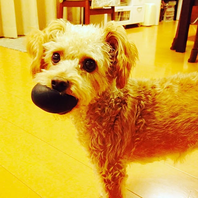 yさんの実例写真