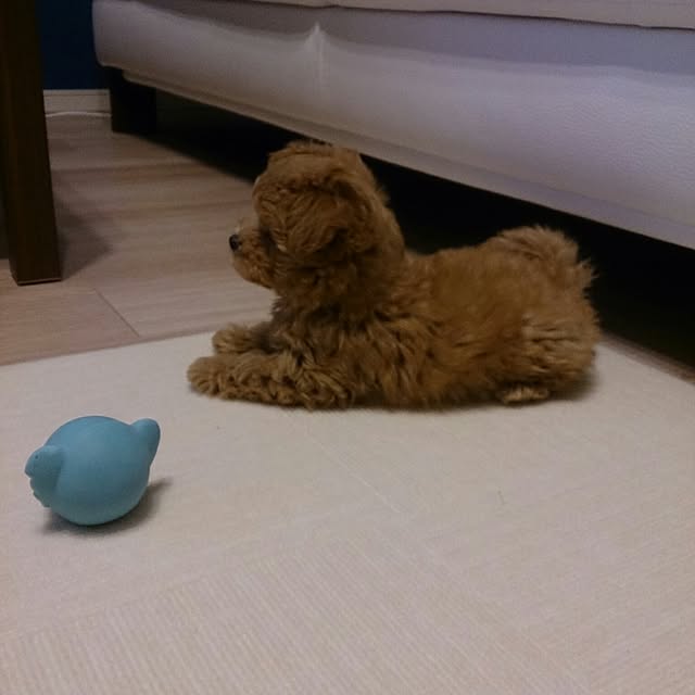 macoさんの実例写真