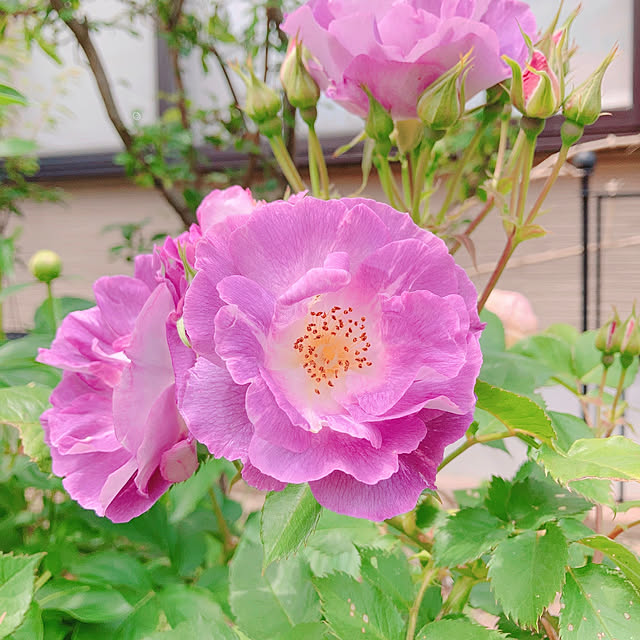 sophiaさんの実例写真